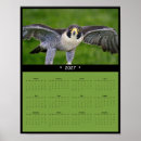 Search for falcone photography Bird of prey