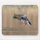 Search for mallards mousepads Nature