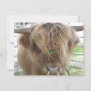 Search for cattle farming postcards Highland