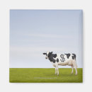 Search for holstein magnets Horizontal