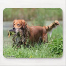 Search for sporting dog mousepads Hunting