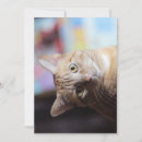 Search for ginger cat invitations Orange