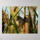 Search for marshes Wildlife photography