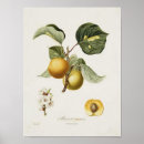 Search for vintage apricot posters Fruit