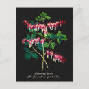 Search for bleeding heart postcards Floral