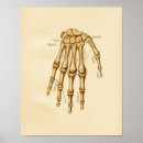 Search for hand anatomy posters Anatomical