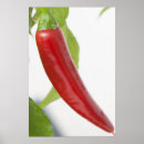 Search for red hot chili peppers posters Spicy