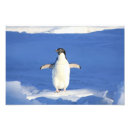 Search for cute penguin art Ocean
