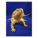 Search for cute lizard posters Pet