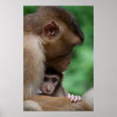 Search for macaque posters Outdoors