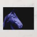 Search for horse design postcards Equestrian