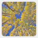 Search for aspen colorado stickers Tree