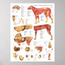 Search for dog anatomy posters Canine