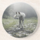 Search for white siberian husky Dog
