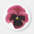 Search for pansies magnets Flower
