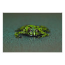 Search for will be toad art Wildlife