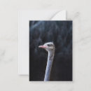Search for portrait note cards Animal