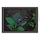 Search for zebra longwing butterfly Macro