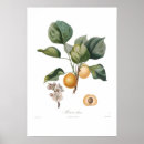 Search for apricot posters Vintage