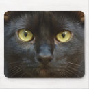 Search for spooky electronics Animal