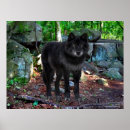 Search for timber wolves posters Animals