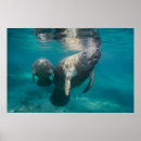Search for manatee posters Beach