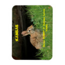 Search for bunny easter cards Grass