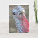 Search for hen christmas cards Poultry