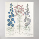 Search for basil art Botanical
