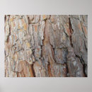 Search for tree bark art Fall