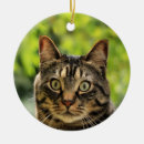 Search for brown tabby cat christmas tree decorations Cute