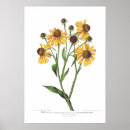 Search for helenium Floral
