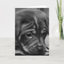Search for puppy face cards Pet
