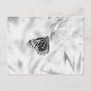 Search for black and white flowers postcards Butterfly