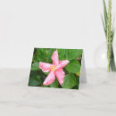 Search for shy cards Photography
