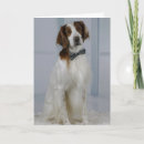 Search for irish setter cards Dog