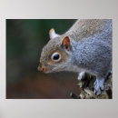 Search for squirrel lovers posters Rodent