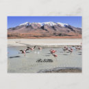 Search for bolivia postcards Flamingos