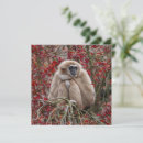 Search for gibbon postcards Wildlife