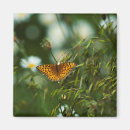 Search for orange daisy magnets Nature