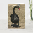 Search for black swan Photography