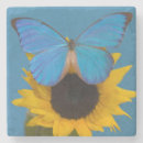 Search for tropical butterfly coasters Exotic