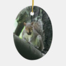 Search for nut christmas tree decorations Wildlife