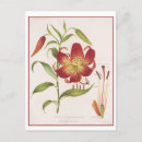 Search for red lily thank you cards Vintage