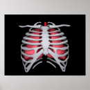 Search for ribs posters Rib cage