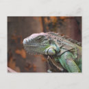 Search for tropical lizard postcards Iguana