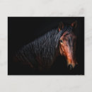 Search for horses horizontal postcards Photography
