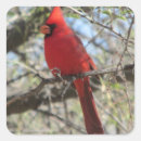Search for northern cardinal stickers Animal