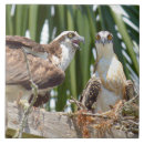 Search for bird nest tiles Birds