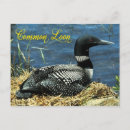 Search for common loons postcards Water